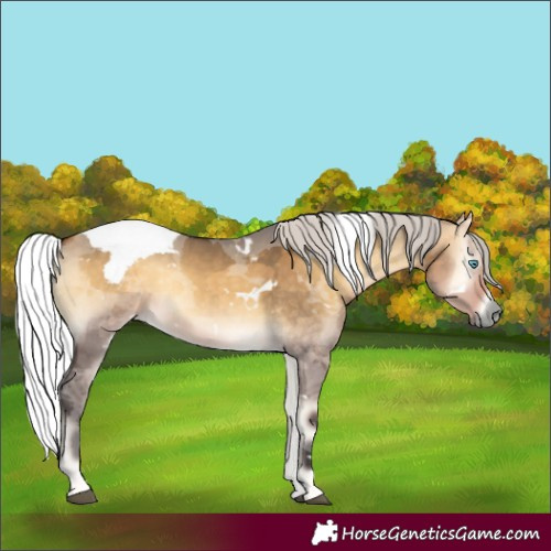 Horse Color:White Spotted Silver Buckskin Onyx Merle Rabicano 