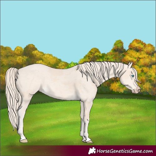 Horse Color:Perlino Merle 