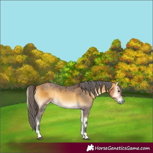 Horse Color:Buckskin Onyx Merle Rabicano 