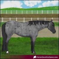 Horse Color:Blue Roan 