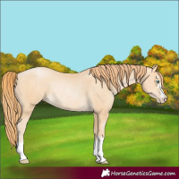 Horse Color:Buckskin Pearl Rabicano
