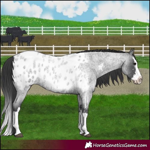 Horse Color:Blue Roan Sabino Splash Appaloosa 