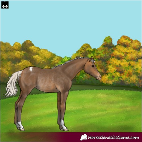 Horse Color:Silver Buckskin Varnish Rabicano 