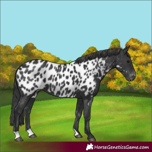 Horse Color:Black Appaloosa 