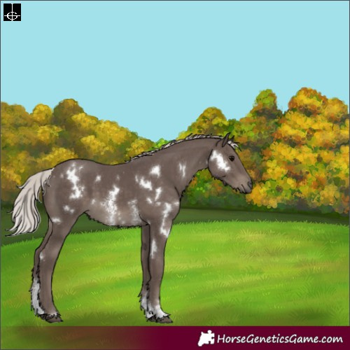 Horse Color:White Spotted Silver Black Sabino 