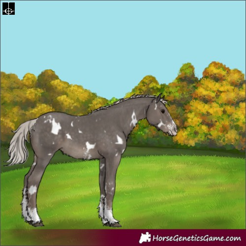 Horse Color:White Spotted Silver Black Sabino