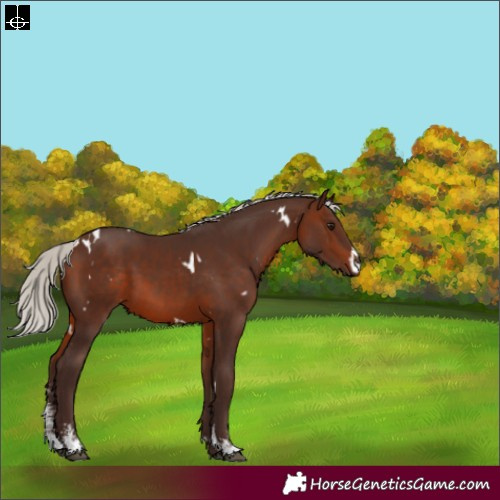 Horse Color:White Spotted Silver Brown Sabino 