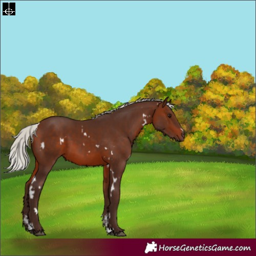 Horse Color:White Spotted Silver Brown Sabino
