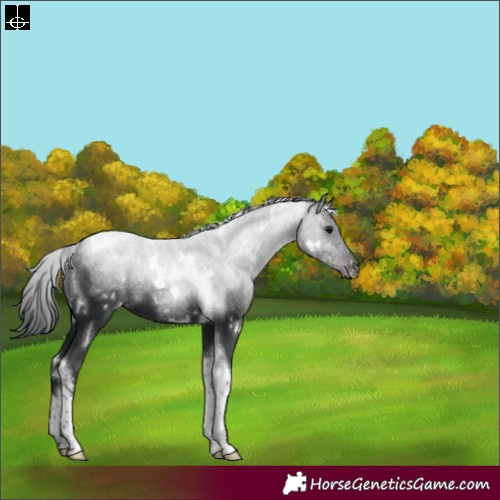 Horse Color:White Spotted Black Tobiano 