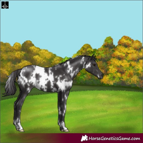 Horse Color:White Spotted Smoky Black 