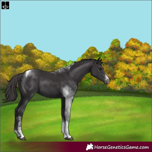 Horse Color:Smoky Black Sabino Tobiano Appaloosa 