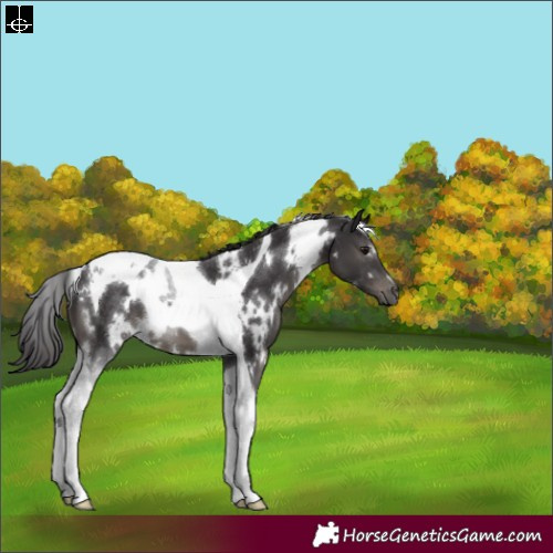 Horse Color:White Spotted Smoky Black Tobiano 