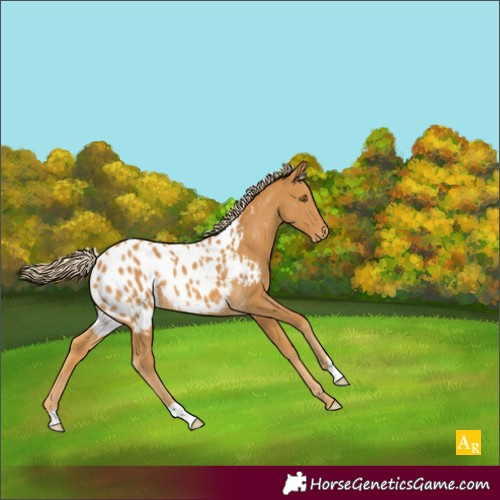 Horse Color:Palomino Appaloosa 