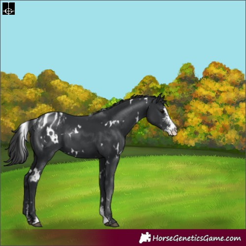 Horse Color:White Spotted Black Sabino Varnish 