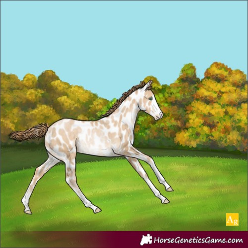 Horse Color:Smoky Black Pearl Leopard Rabicano 