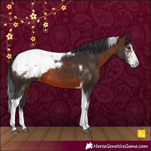 Horse Color:Brown Sabino Tobiano Appaloosa 