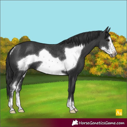 Horse Color:Black Sabino Frame Rabicano 