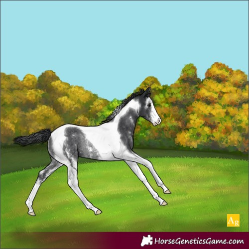 Horse Color:Black Sabino Tobiano Rabicano 