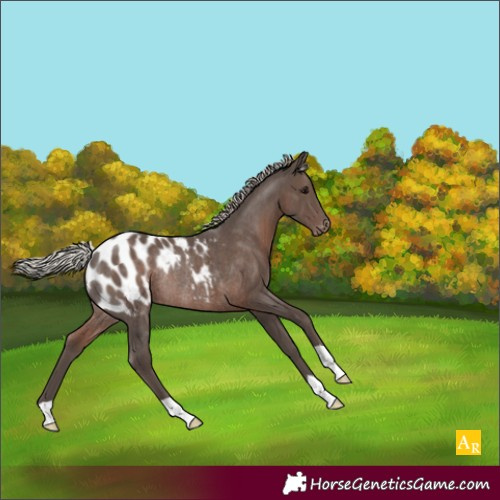 Horse Color:Silver Black Blanket Rabicano 