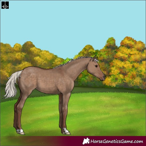 Horse Color:Silver Grullo 