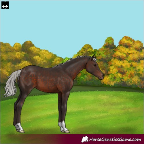 Horse Color:Silver Brown 