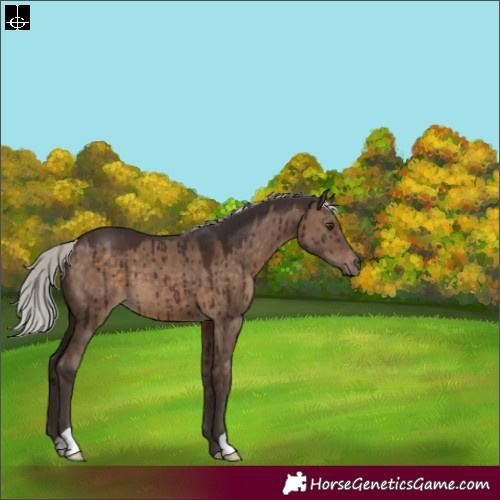 Horse Color:Silver Brown Dun Brindle 