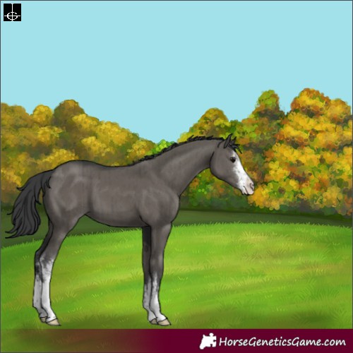 Horse Color:White Spotted Grullo Brindle 