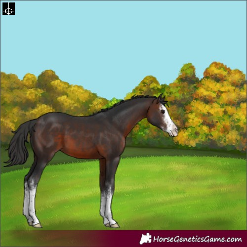 Horse Color:White Spotted Brown 