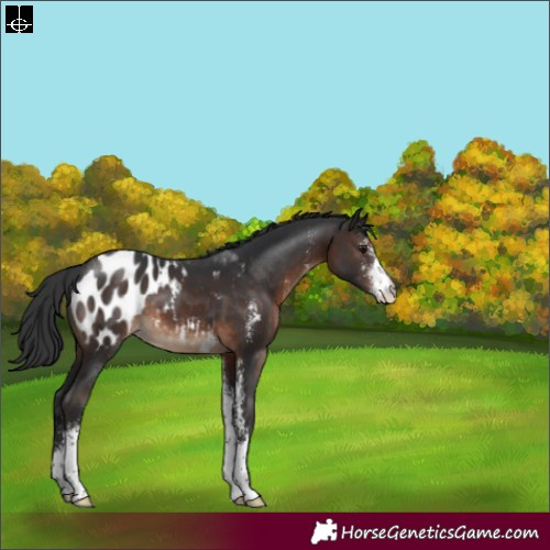 Horse Color:Brown Sabino Blanket 