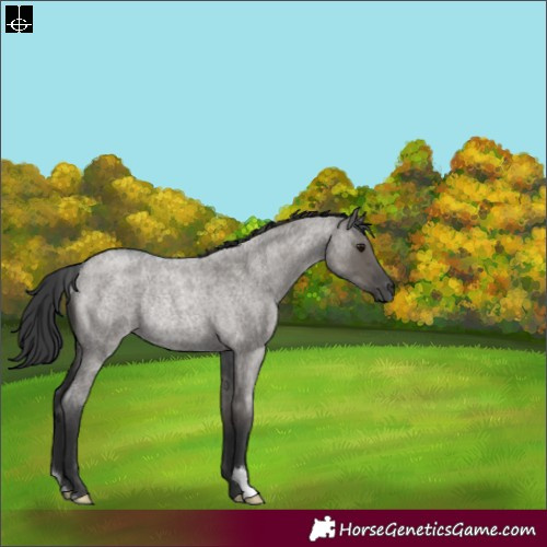 Horse Color:Grullo Roan Rabicano 