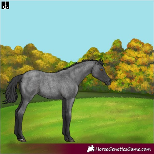 Horse Color:Blue Roan