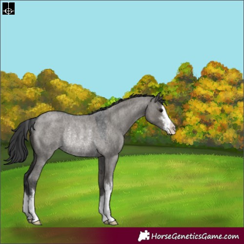 Horse Color:White Spotted Grullo Roan Rabicano