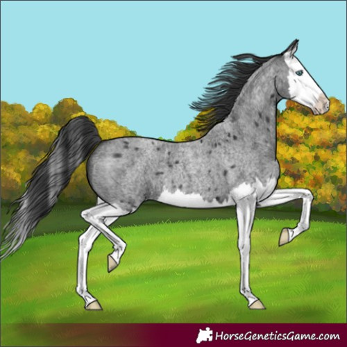 Horse Color:Blue Roan Splash 