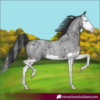 Horse Color:Blue Roan Splash