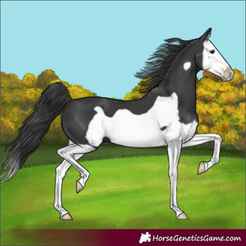 Horse Color:Black Splash Frame 