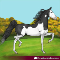 Horse Color:Black Splash Frame 