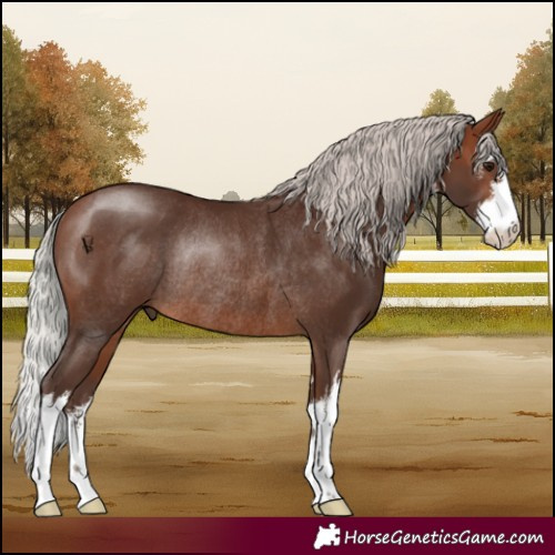 Horse Color:White Spotted Silver Brown Rabicano 