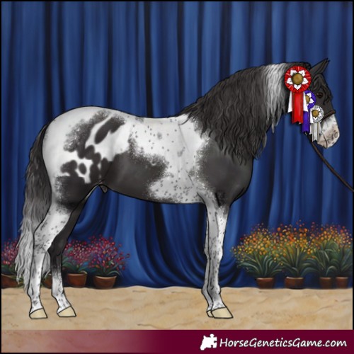Horse Color:Smoky Black Tobiano Frame Appaloosa 