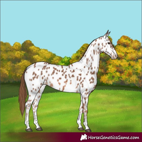 Horse Color:Chestnut Near Leopard
