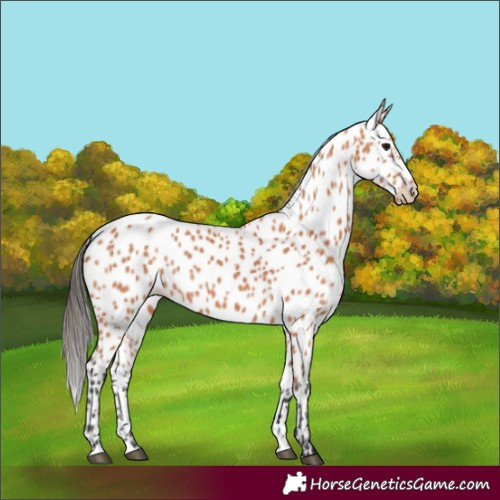 Horse Color:Bay Appaloosa