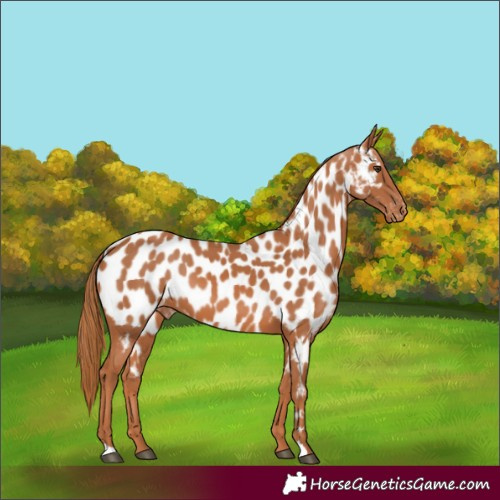 Horse Color:Chestnut Appaloosa 