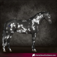 Horse Color:Gray White Spotted Black