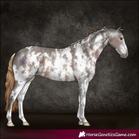 Horse Color:Gray White Spotted Liver Chestnut Sabino 