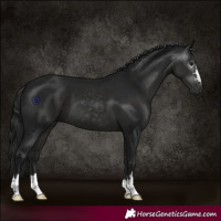 Horse Color:Gray Black