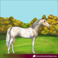 Horse Color:Gray Silver Amber Cream Champagne Roan Dun Splash Tobiano Frame Appaloosa Rabicano 