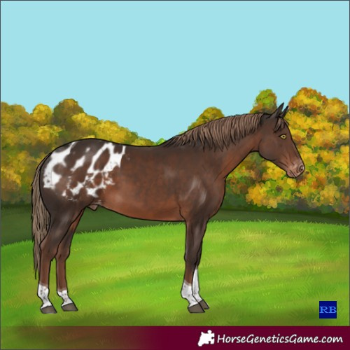 Horse Color:Liver Chestnut Tobiano Appaloosa