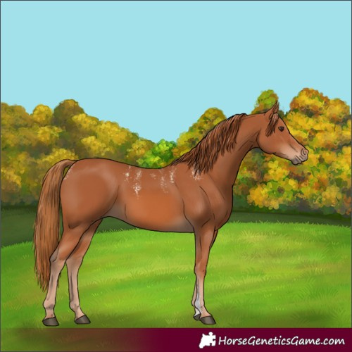 Horse Color:Powder White Chestnut