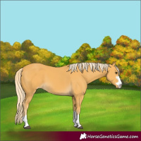 Horse Color:Palomino Varnish 