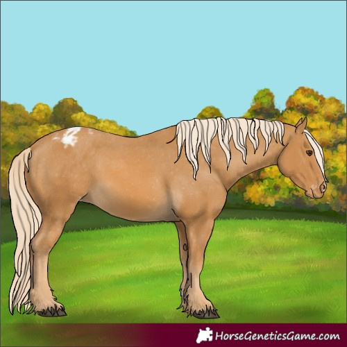 Horse Color:Palomino Appaloosa 