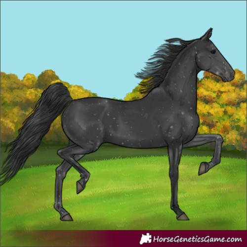 Horse Color:Black Rabicano 